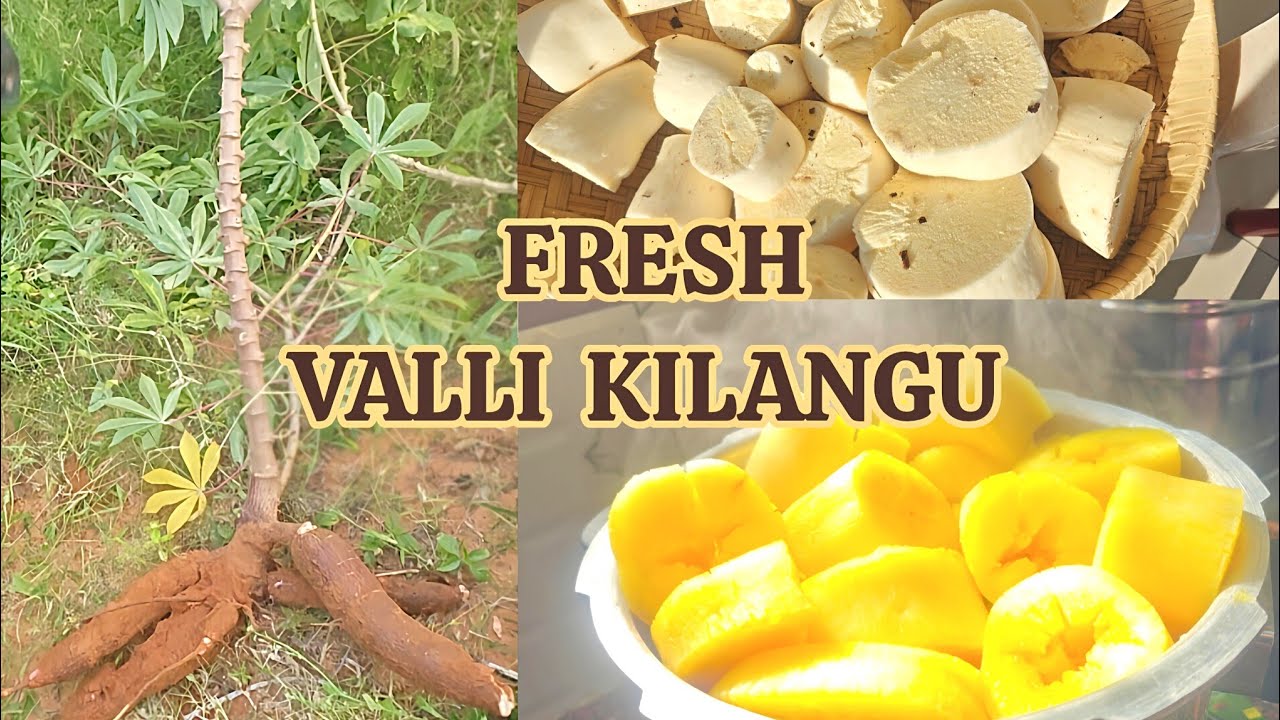 Fresh Tapioca from Our Garden 😍 | Harvesting & Simple Home Cooking #video #food #vlog #recipe 