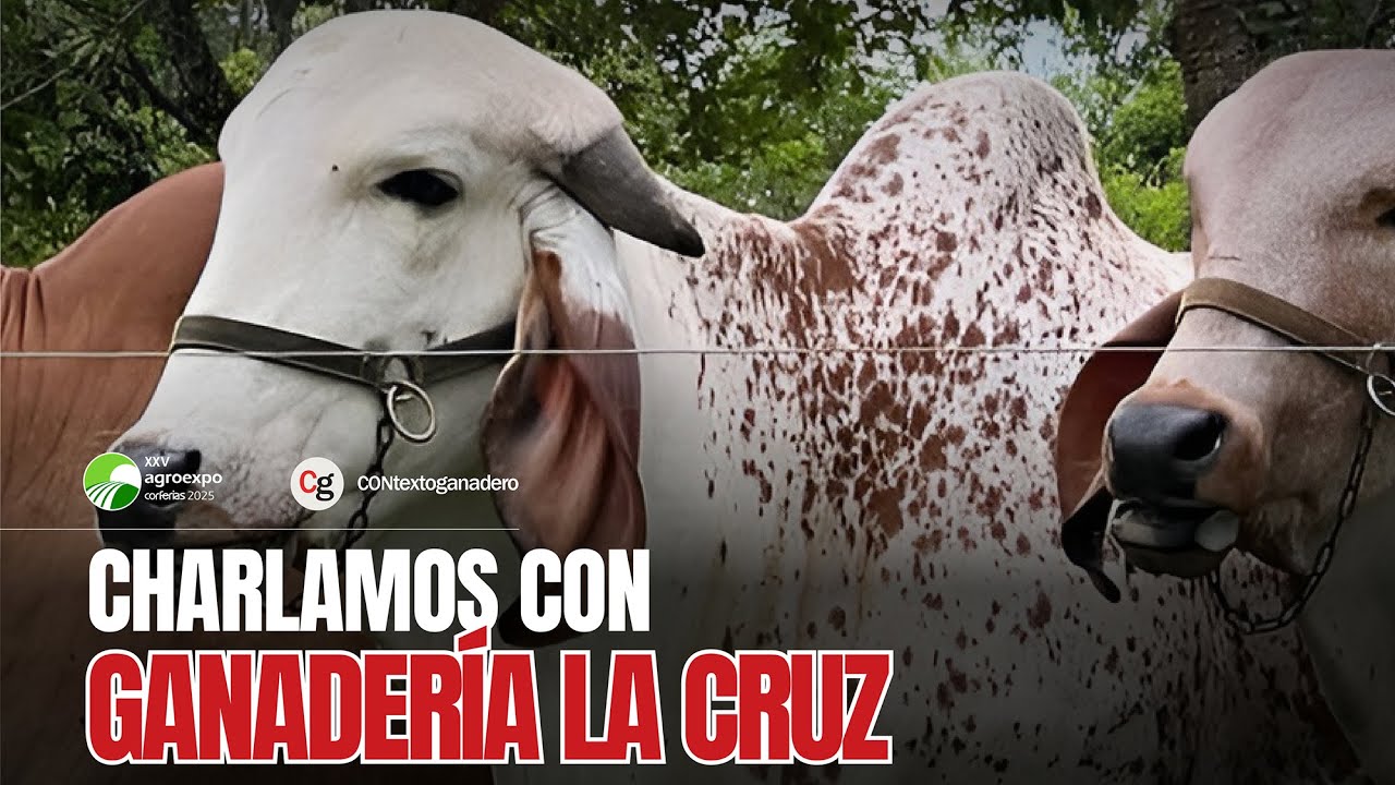 #EntrevistasEnContexto con Liderman Salazar de Ganadería La Cruz