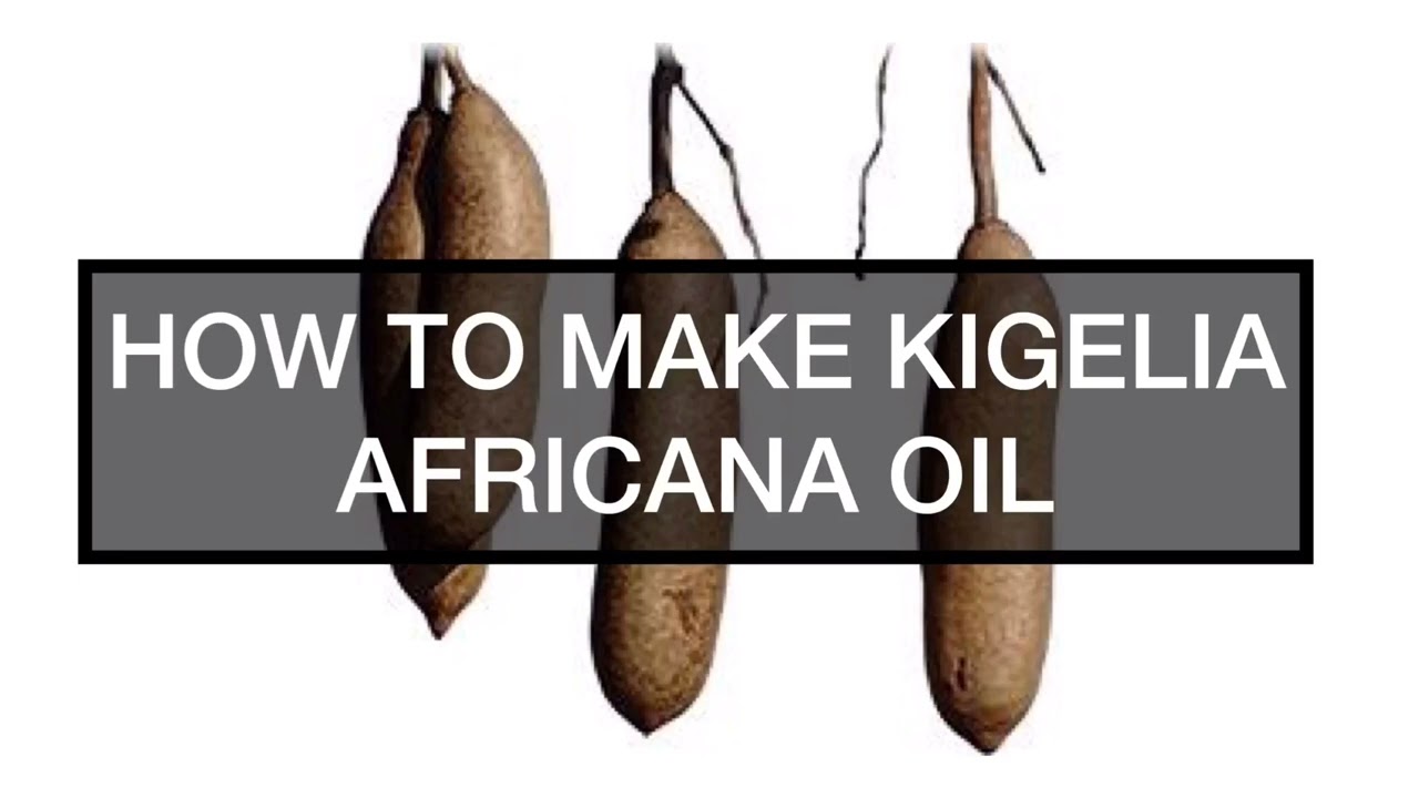 HOW TO MAKE KIGELIA AFRICANA OIL |KIGELIA OIL +255656302000