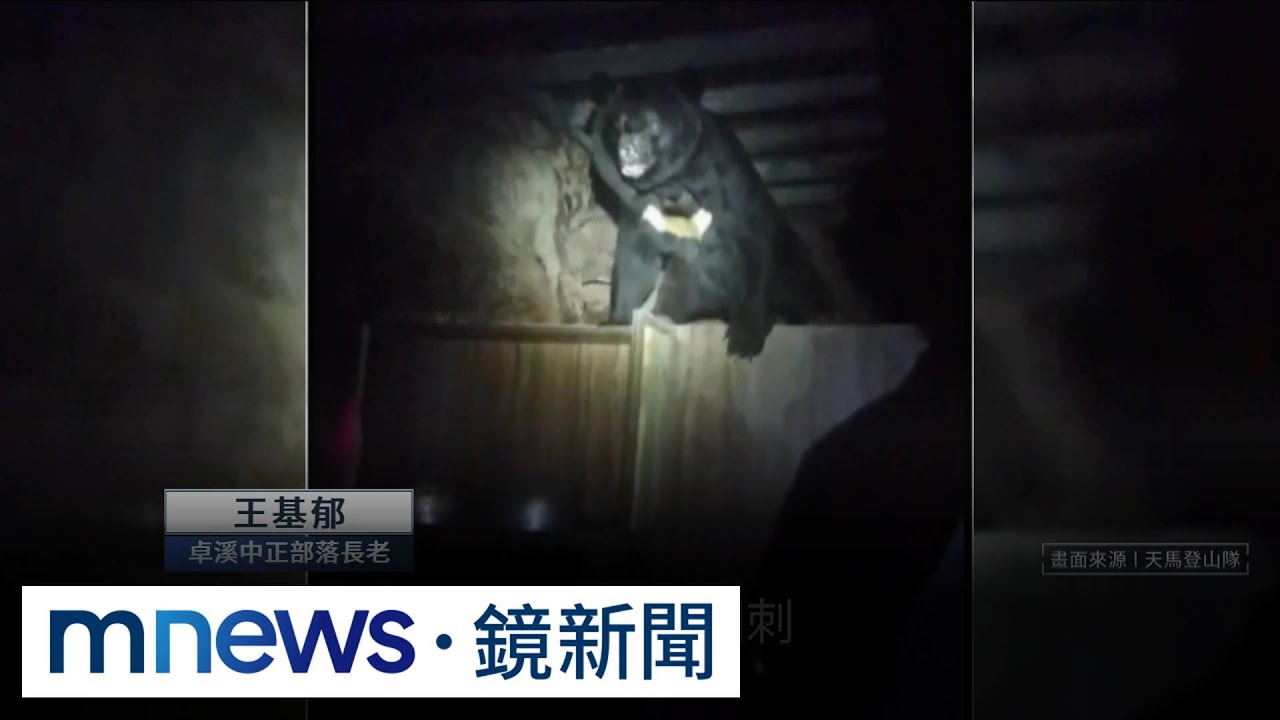 黑熊下山險爆衝突「開那一槍」　夜襲雞舍人心惶惶｜#鏡新聞