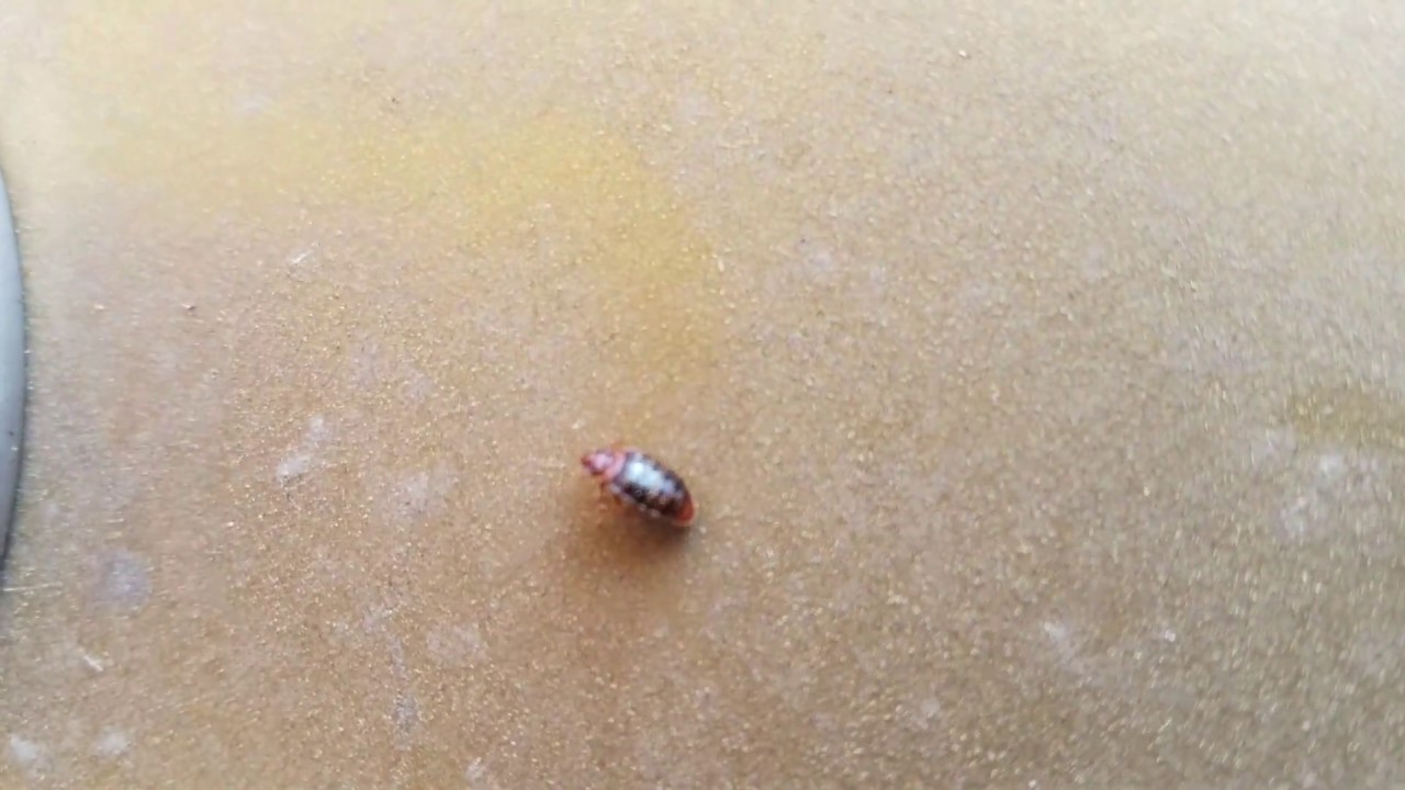 Hot shot bed bug killer product review