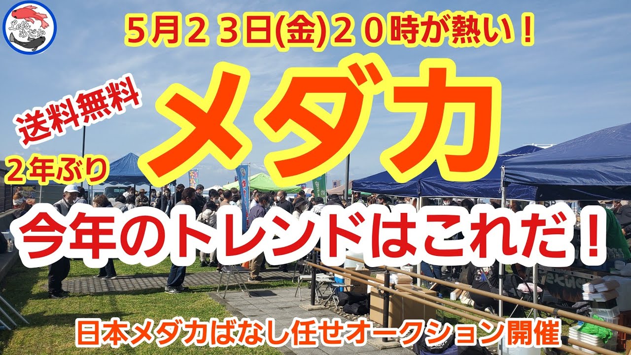 【初心者必見】メダカチャンス！在宅にて良いメダカをお安くご提供します