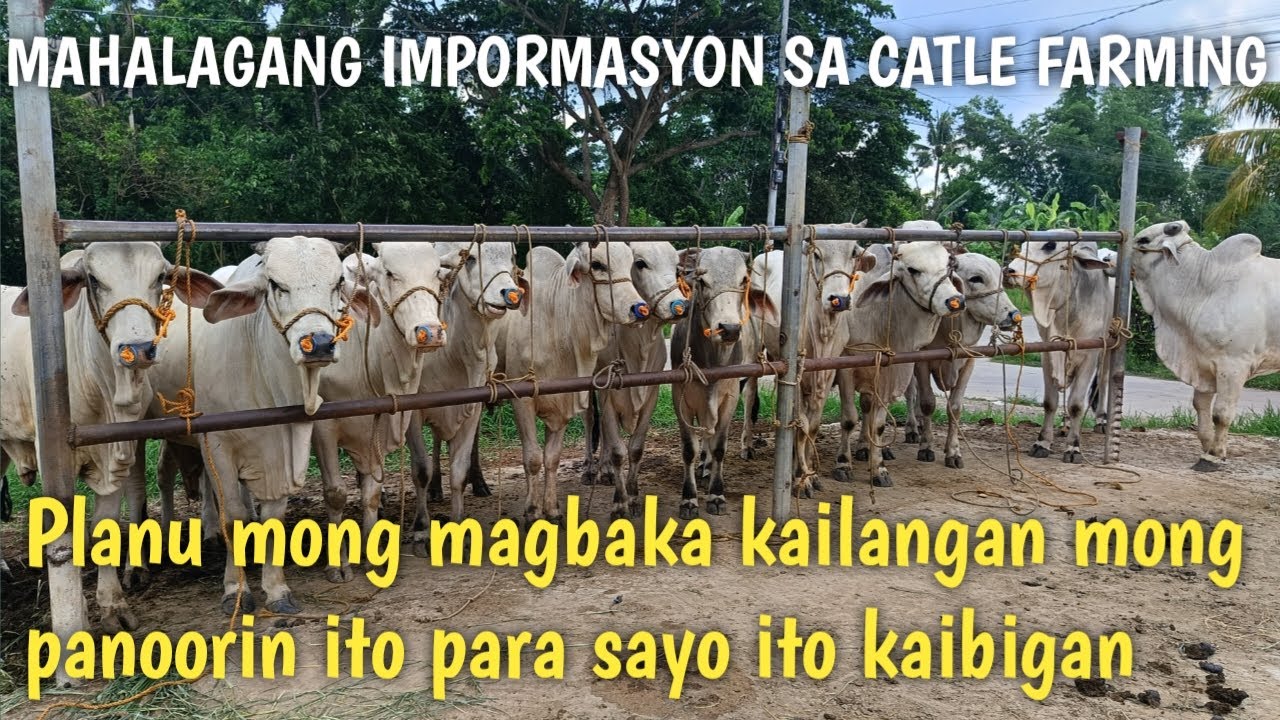 Mahalagang Impormasyon sa Pag aalaga ng Baka!