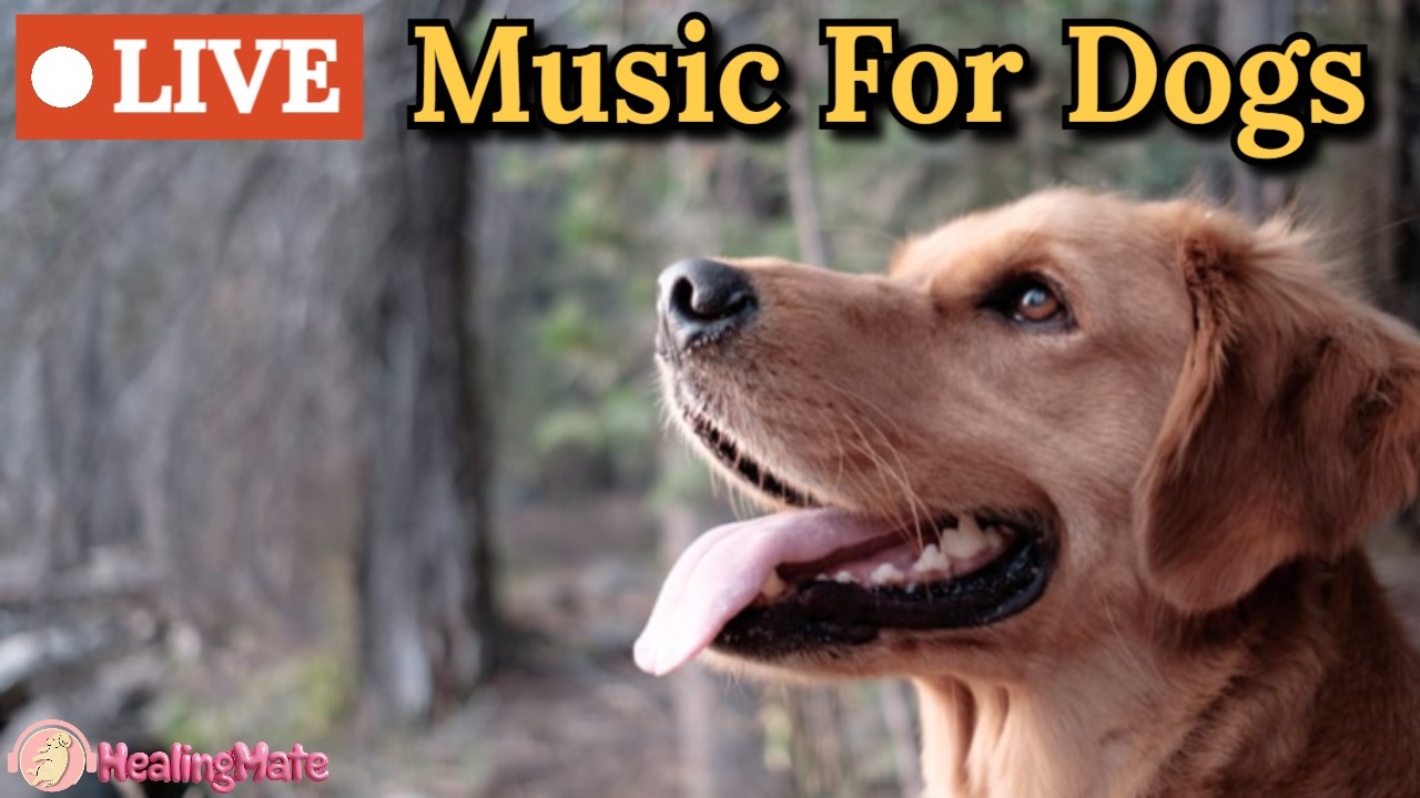 🔴24/7 Dog Music🎵🐶Calming Sleep Music for Anxious Dogs 🐶🎵Music to Ease Separation Anxiety🔴21