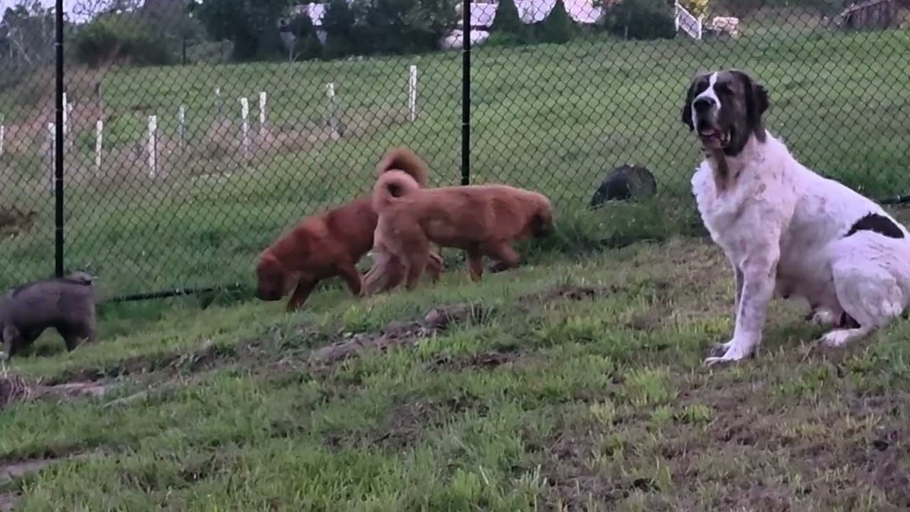 Ancient Guardians Farm aboriginal Tibetan Mastiff, Pyrenean Mastiff, Akita and Mountain Bear