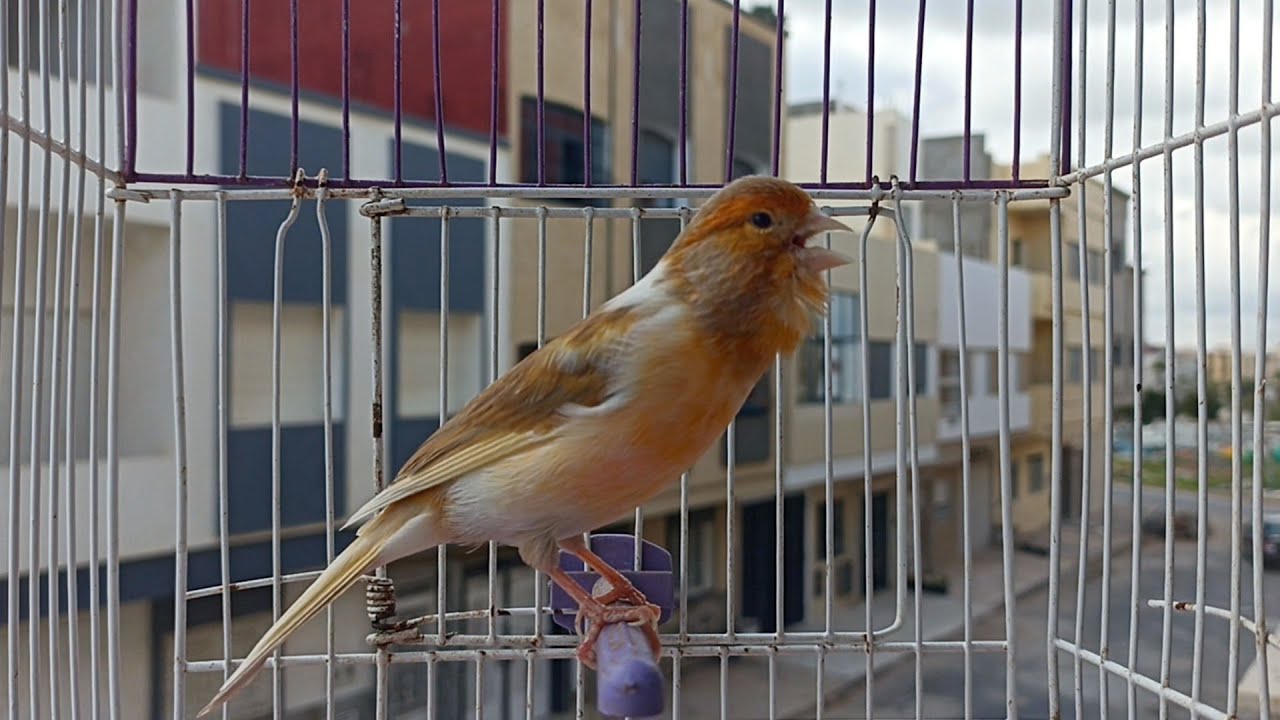 Relaxing with canary song | canary singing 