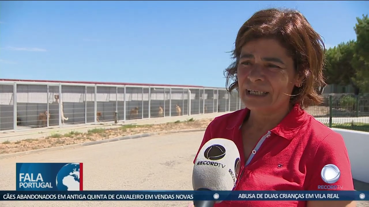 Animais abandonados em Portugal