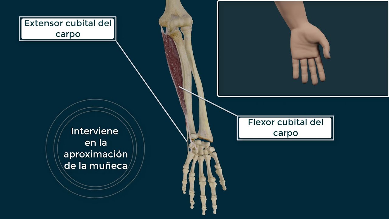Flexor Cubital del Carpo. Anatom&iacute;a y Movimiento