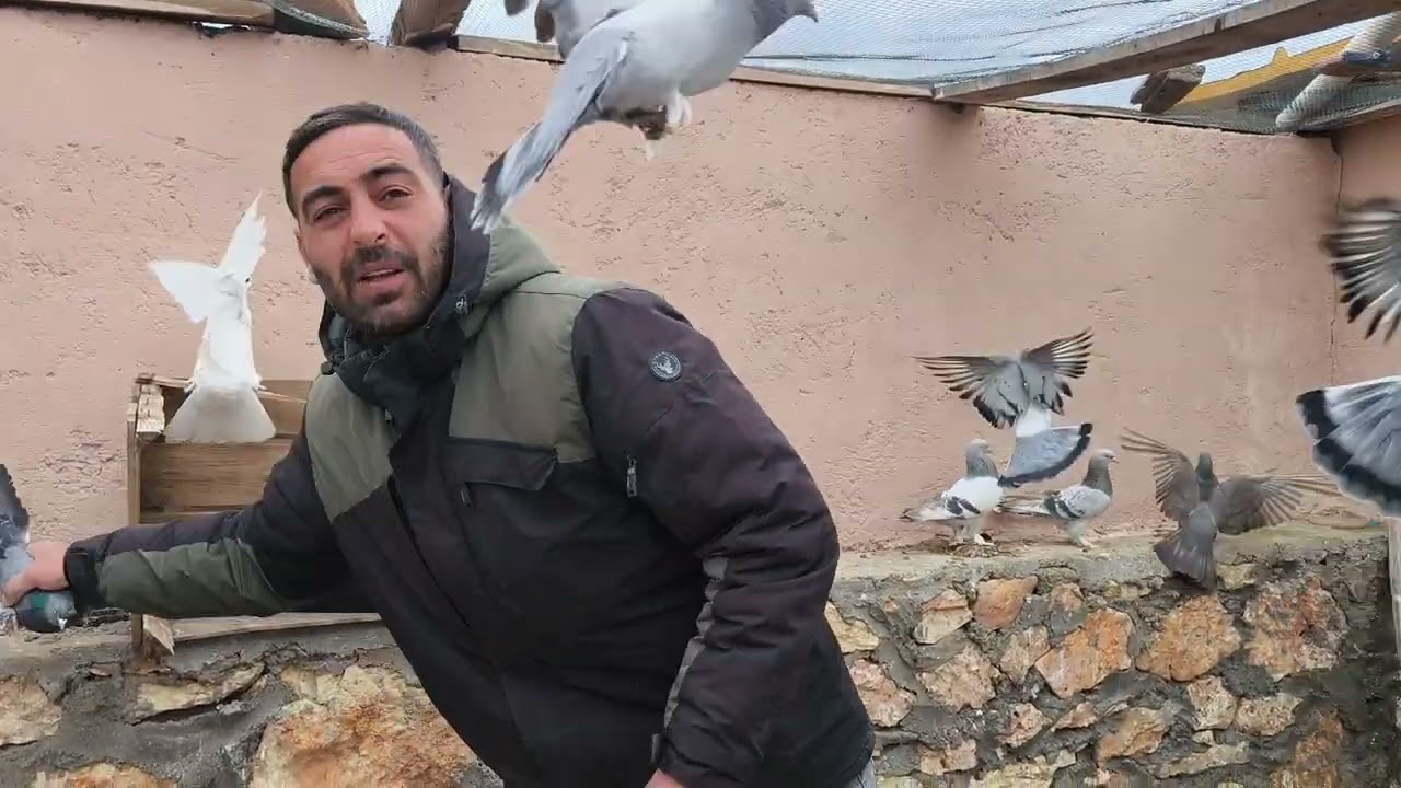 Kalite Dağıtmaya Devam Efsane Oyun kuşları C.tesi Akşam saat 9 da mezata çıkacak kuslarimiz 