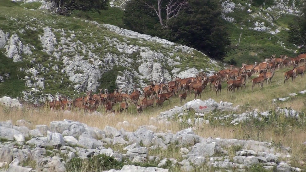 Parco Nazionale D'Abruzzo: nel regno della Bellezza (seconda parte)