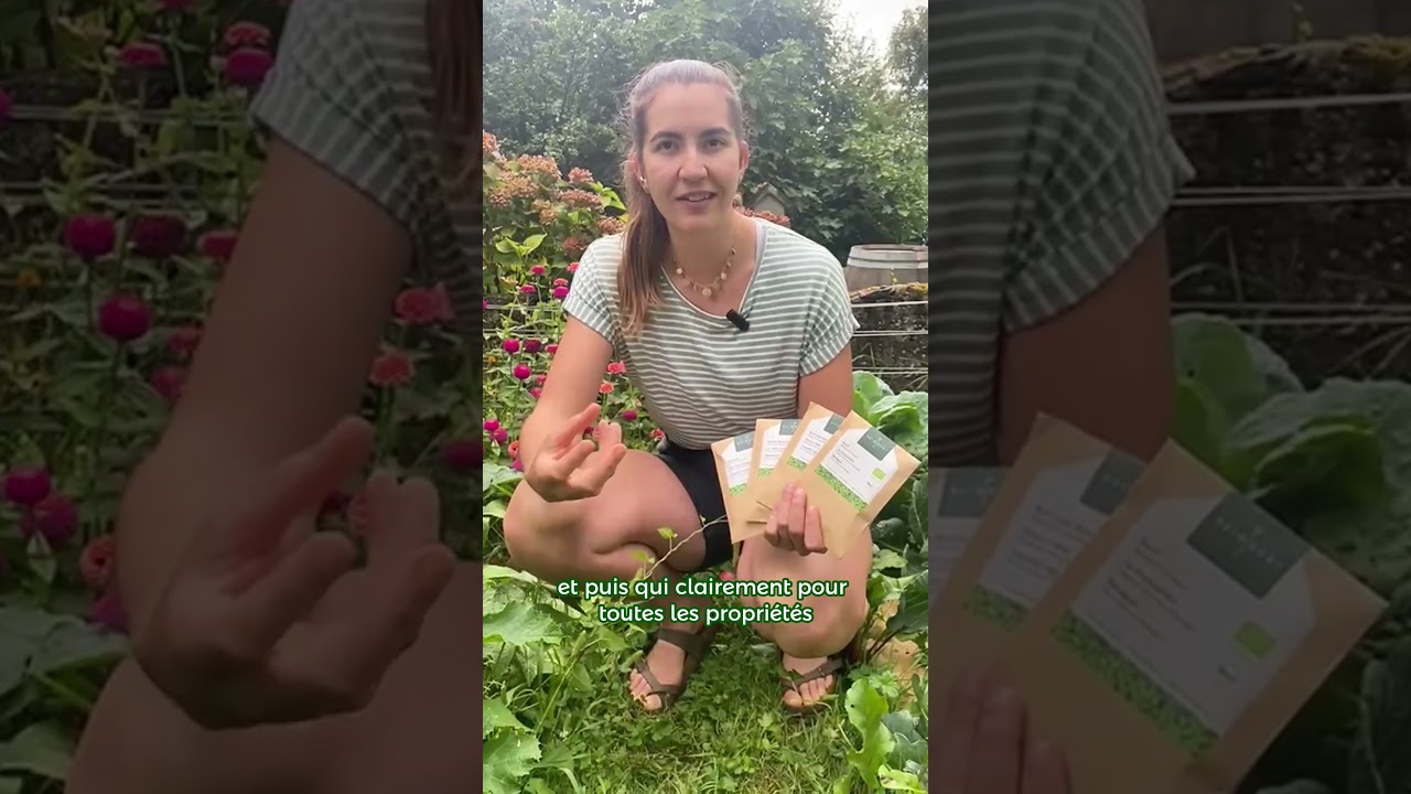 🌱Jeunes pousses : 4 vari&eacute;t&eacute;s &agrave; tester !