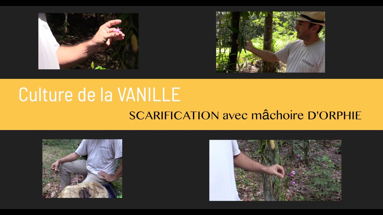Culture de la vanille, scarification avec mâchoire d'orphie