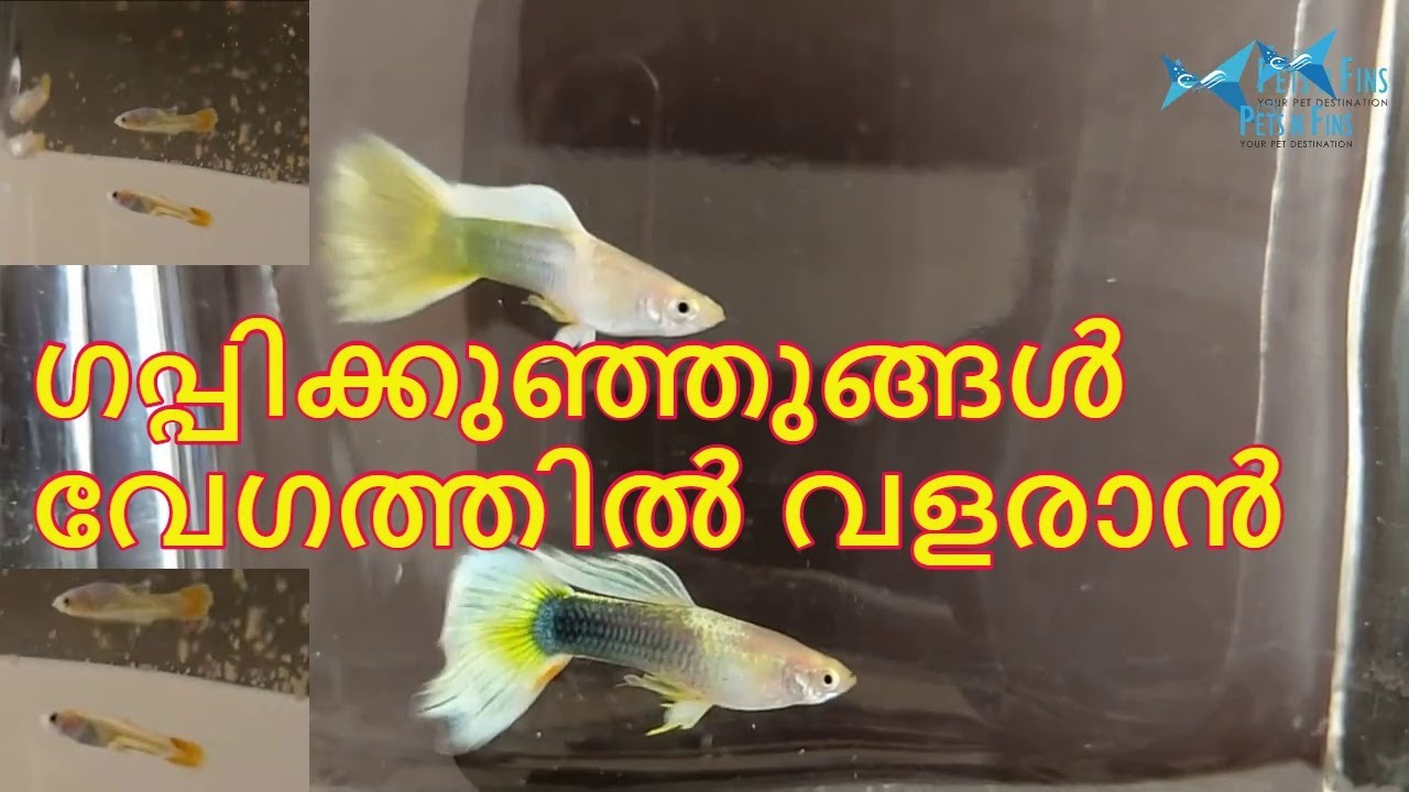 ഗപ്പി കുഞ്ഞുങ്ങൾ വേഗത്തിൽ നന്നായി വളരുവാൻ 5 പ്രധാന കാര്യങ്ങൾ || How to raise guppy fry quickly?