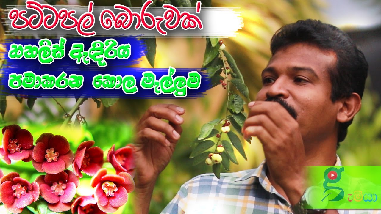 187 හතලිස් ඇදිරිය පමා කරන කොල මැල්ලුමක් . මේ පට්ටපල් බොරුව අහල තියනවද