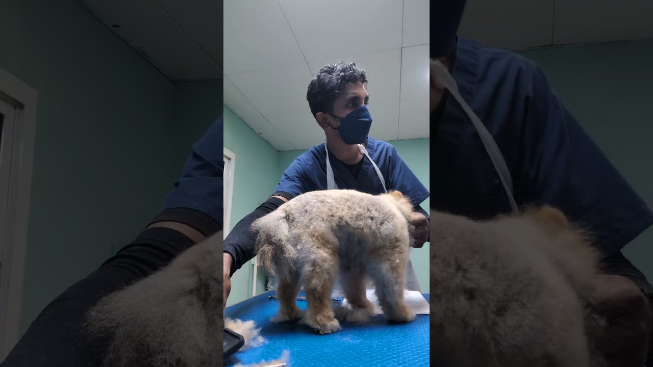 pomaneriyan grooming teddy bear style @DulajAyeshmantha-x2e1v 