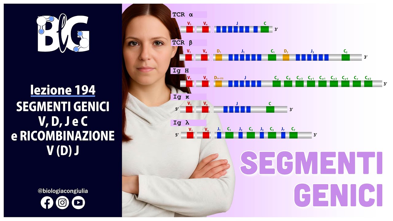 SEGMENTI GENICI V, D, J e C e RICOMBINAZIONE V(D)J