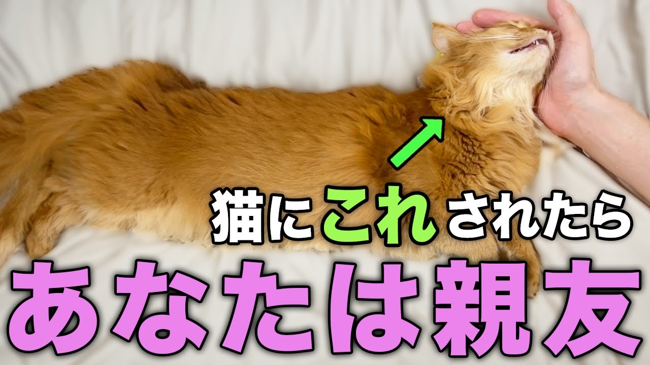 猫が親友だと認めている人だけにする特別な行動11選