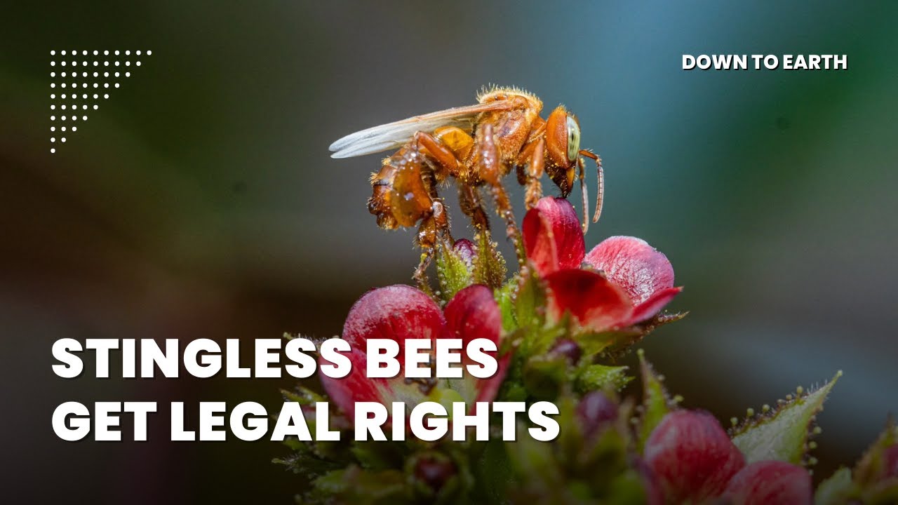 Stingless Bees: World’s First Insects With Legal Rights