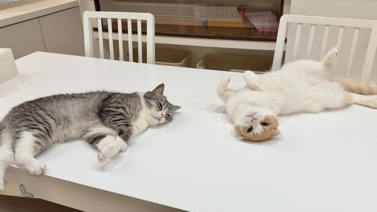猛暑日にクーラーつけたら猫たちが真下でこうなっちゃいました…笑