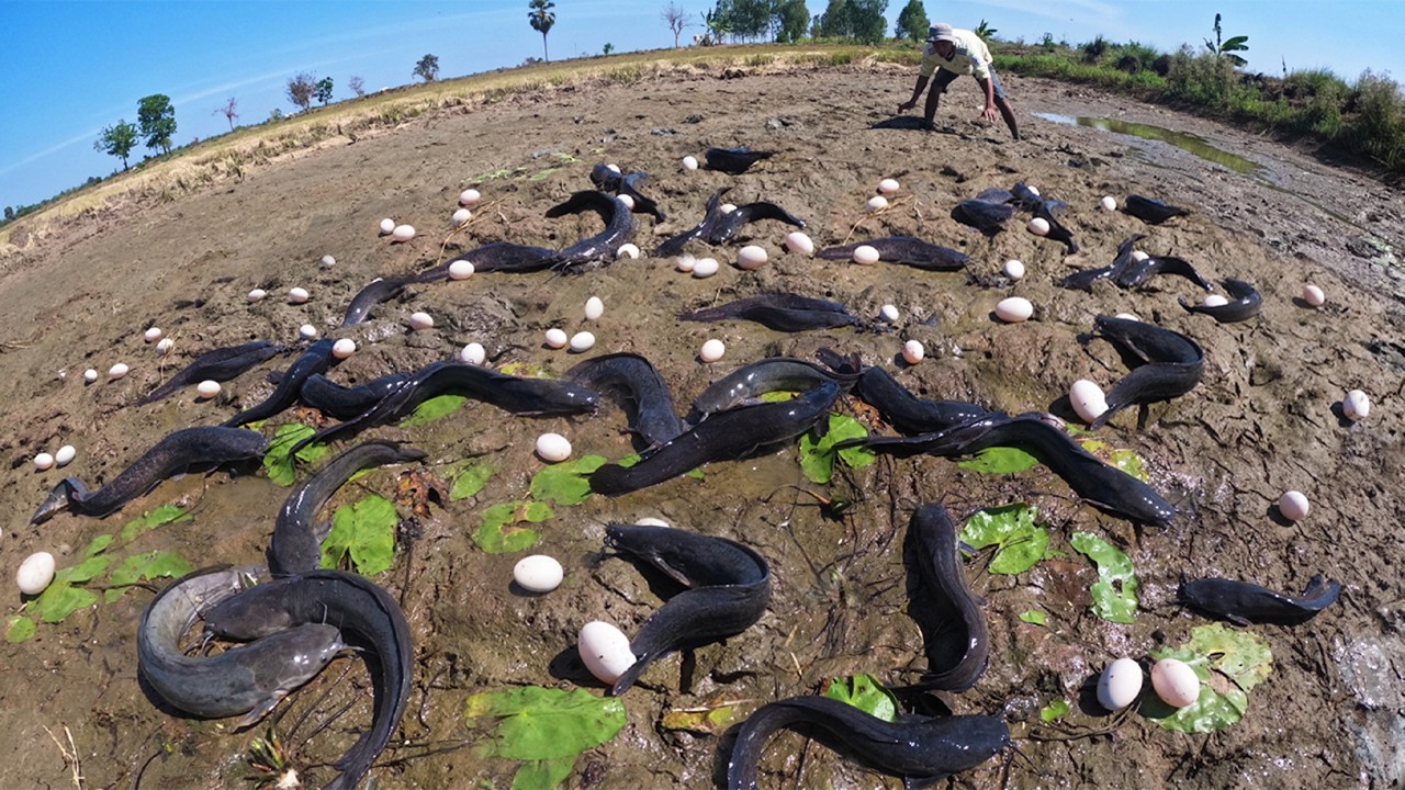 Amazing Fishing - Fisherman catch fish and pick a lot of duck eggs in mud in rice field near village