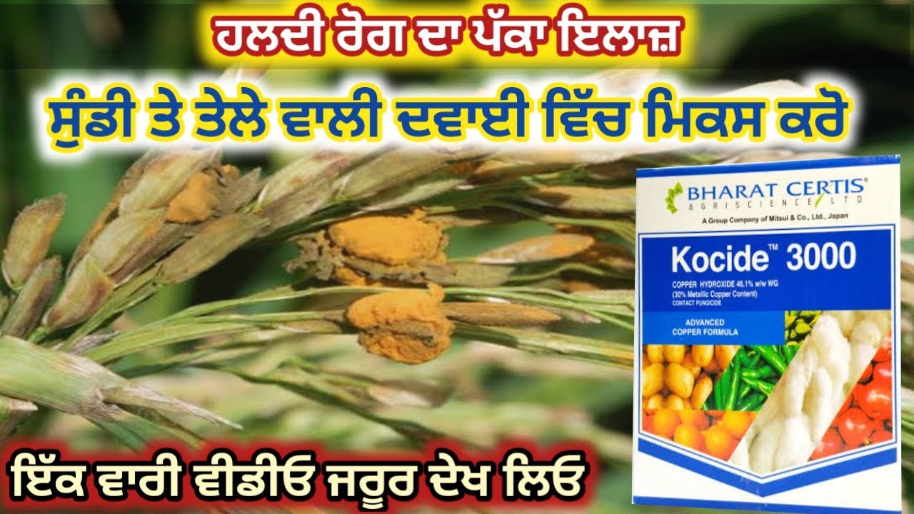 ਹਲਦੀ ਰੋਗ ਦਾ ਪੱਕਾ ਇਲਾਜ਼ , ਸੁੰਡੀ ਤੇ ਤੇਲੇ ਵਾਲੀ ਦਵਾਈ ਵਿੱਚ ਮਿਕਸ ਕਰੋ || false smut control in rice crop ||