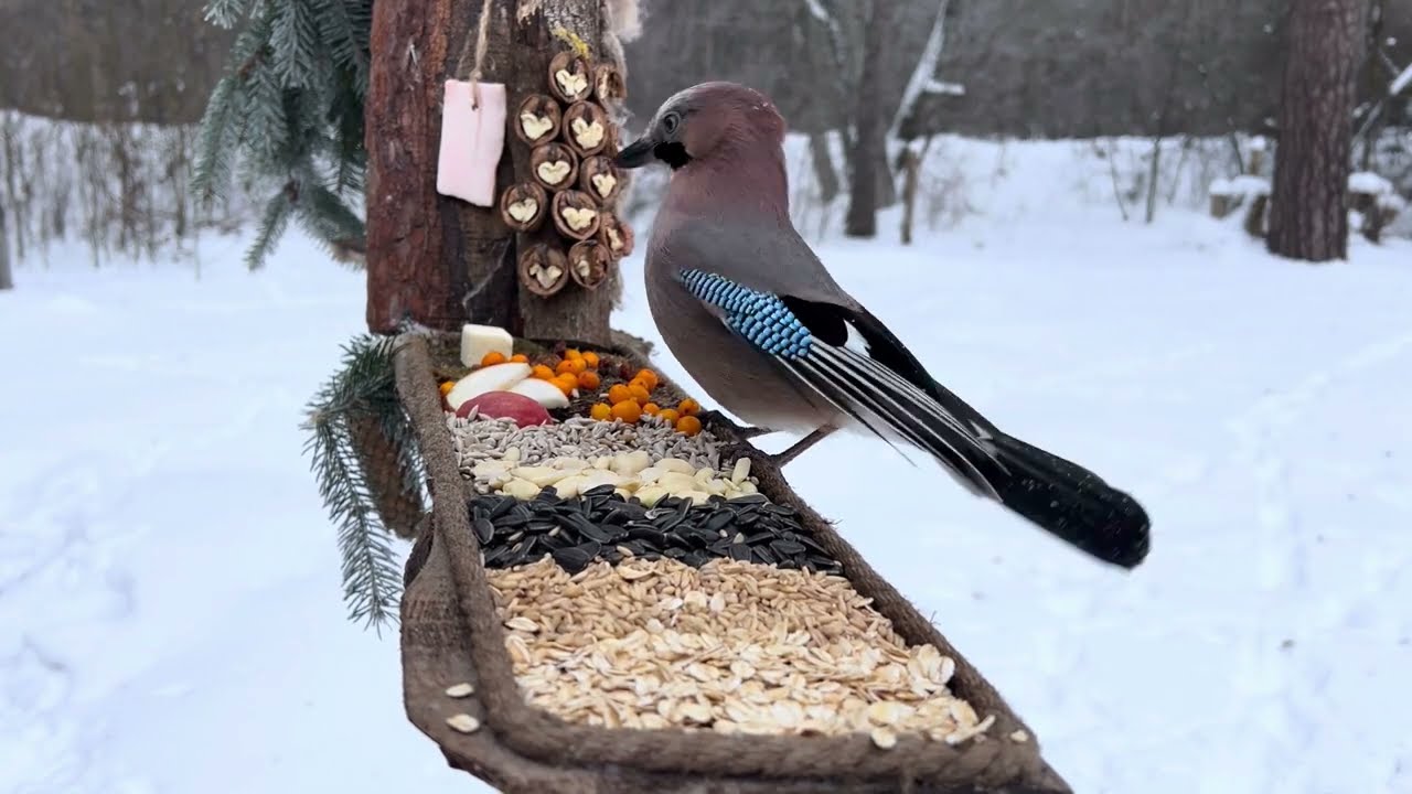 Winter Birds Feeding Close Up | Peaceful Nature