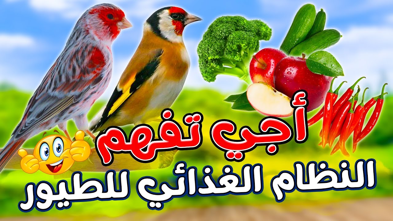 بمكونات متوفرة في كل بيت تستطيع تقديم نظام غذائي مثالي نتائجه تظهر في الإنتاج الوفير