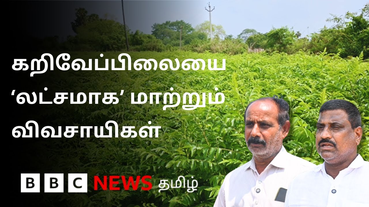 கறிவேப்பிலையில் நஷ்டமே கிடையாதா? எப்படி லாபம் பார்க்கிறார்கள்?