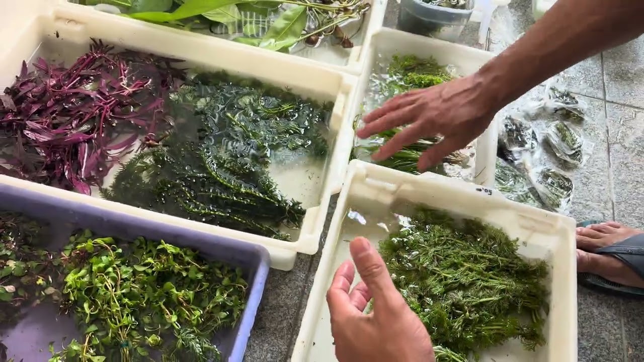 Primeiras plantas de 2026 ! Musgos raros e muitas novidades !! 