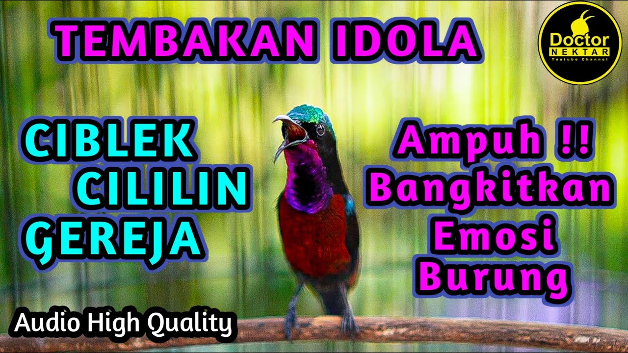 BONGKAR MATERI ! KONIN GACOR FULL ISIAN TEMBAKAN CIBLEK, CILILIN, GEREJA TARUNG COCOK BUAT MASTERAN