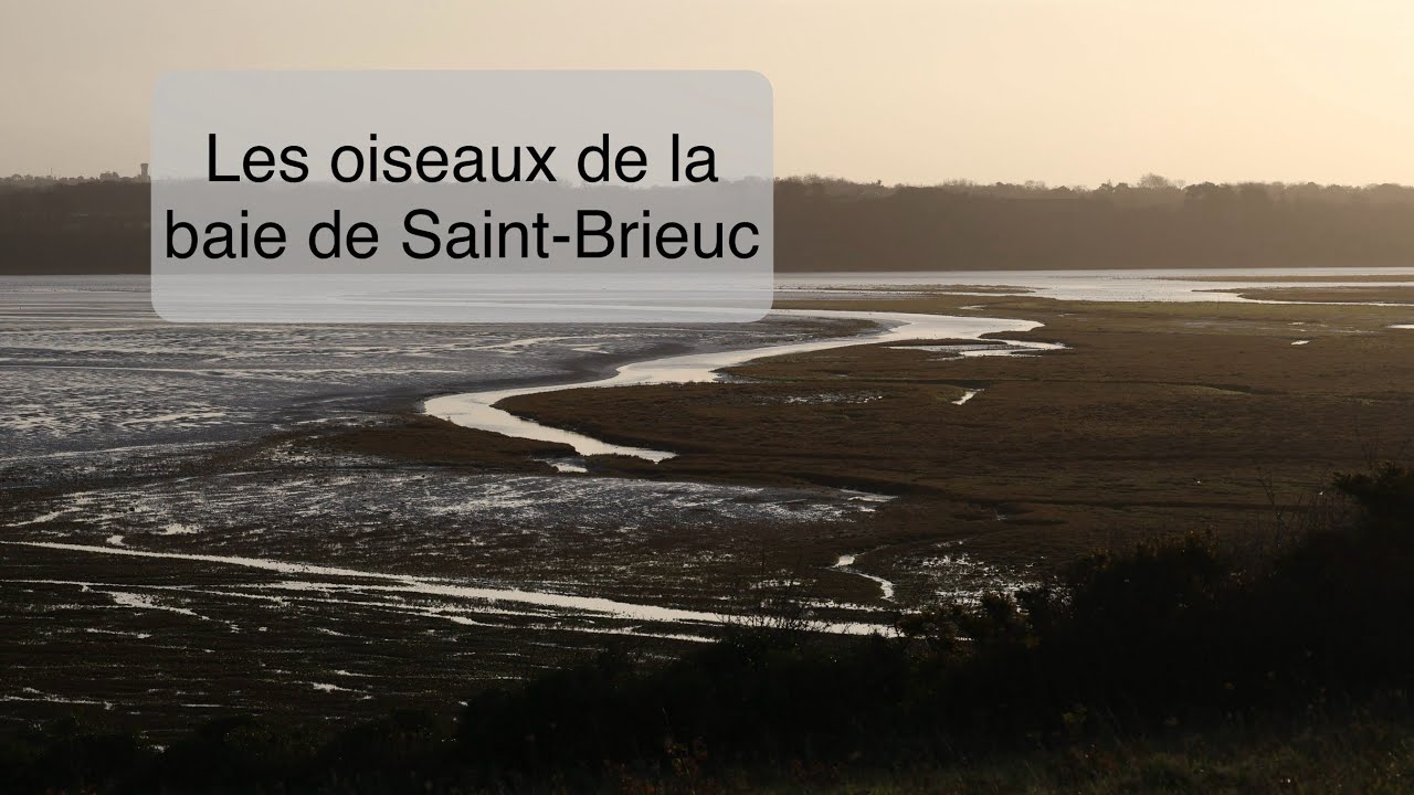 Sortie dans la baie de Saint-Brieuc: photographie d’oiseaux