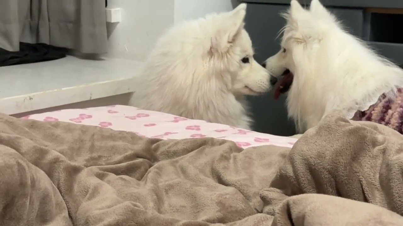Adorable Samoyed Puppies in Silly Antics