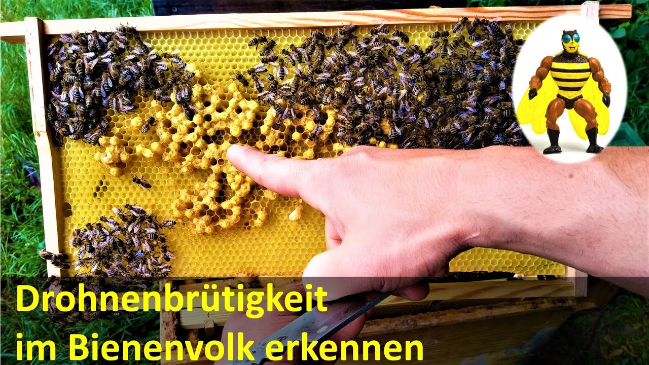 Drohnenbrütiges Bienenvolk erkennen