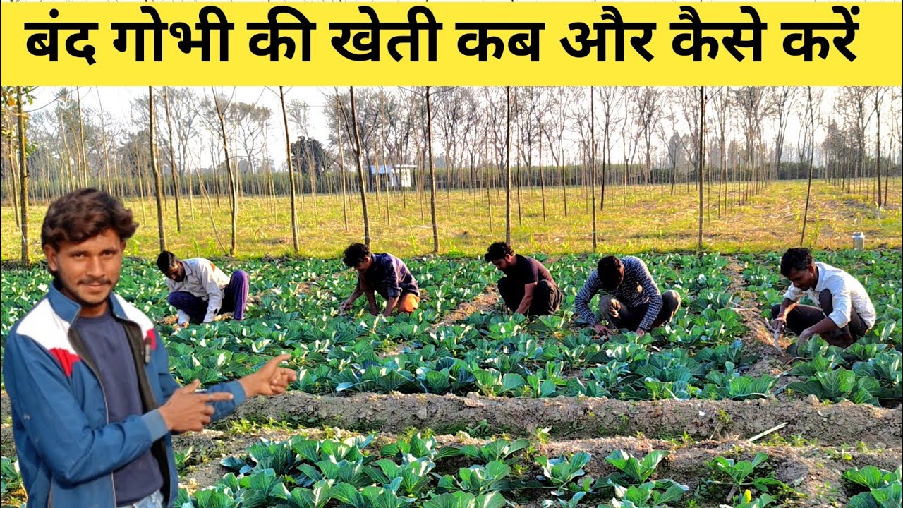 बैंड गोभी की खेती  कब और कैसे करें संपूर्ण जानकारी #kheti #bandgobhi #farming 