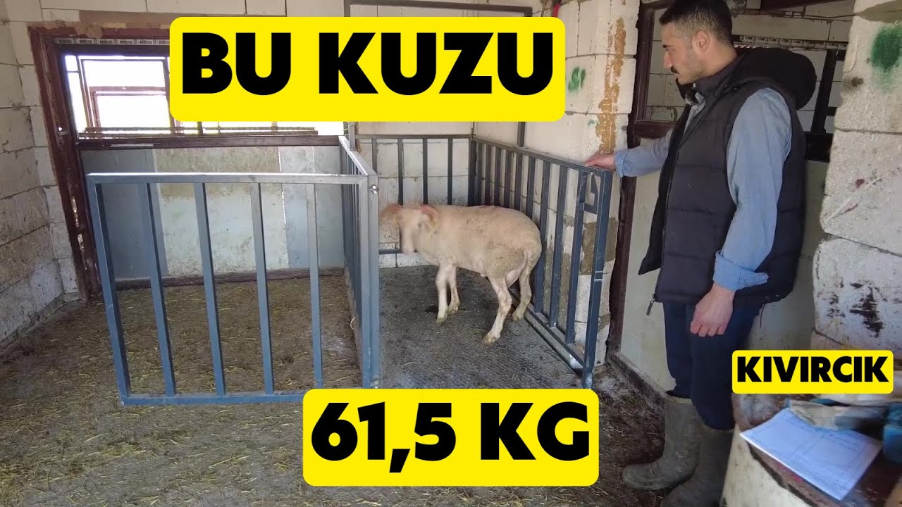 DAMIZLIK KIVIRCIK VE KURBANLIKLAR (Genç Girişimci Damızlık Ve Kurbanlık Yetiştiriyor)