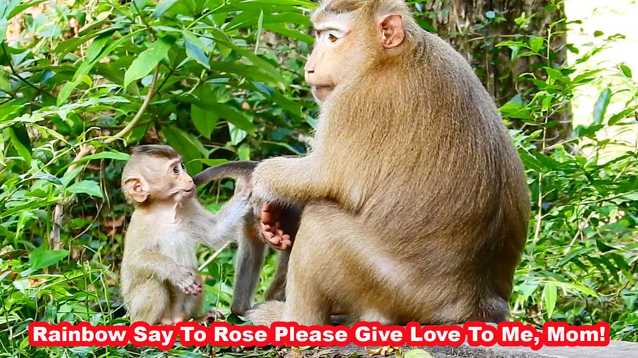 H.O.T N.EWS! Today BB Rainbow go to hold hand of her own mom Rose Pls give love to me, Mom!