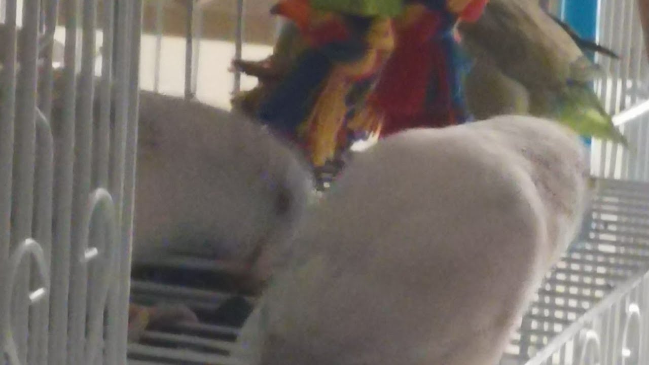 Warum Wellensittiche und Blaugenick-Sperlingspapageien keine Wohngemeinschaft bilden sollten