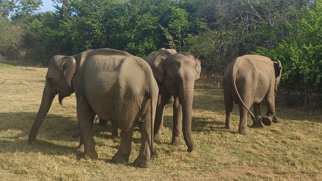 #PART1 SRILANKAS SAFARI #udawalawa 