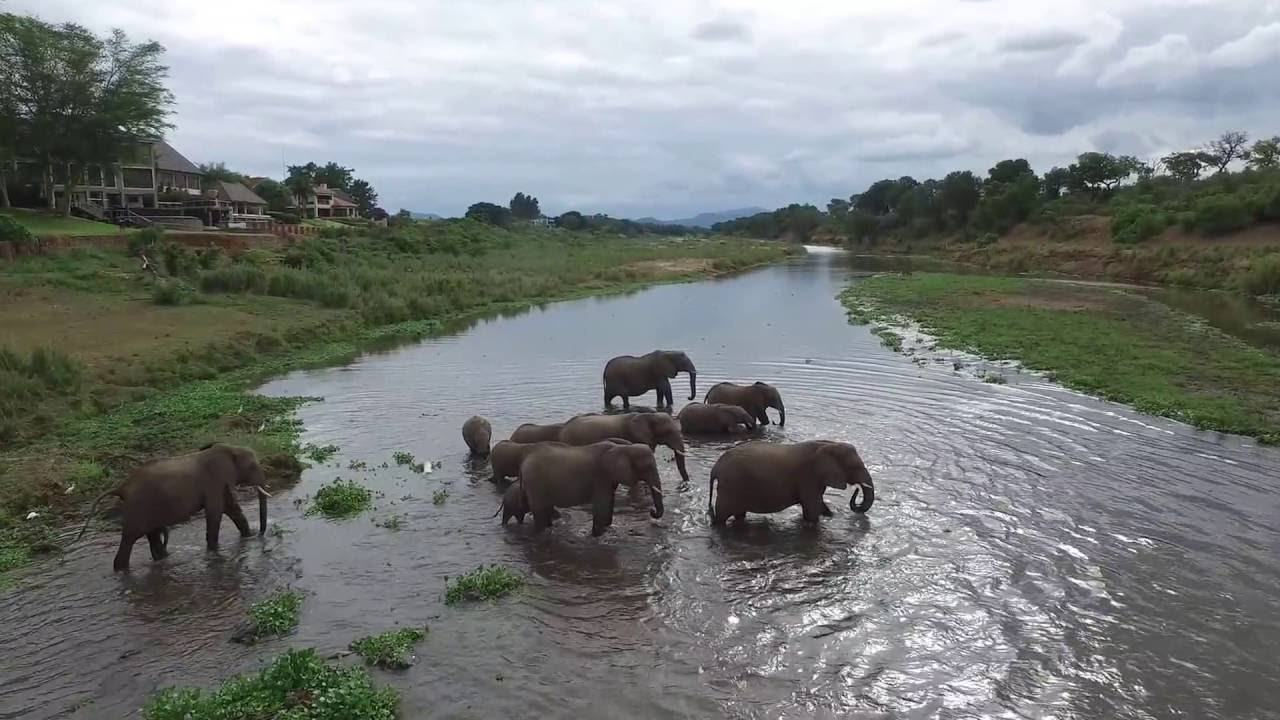 Elephant crossing the Crocodile River