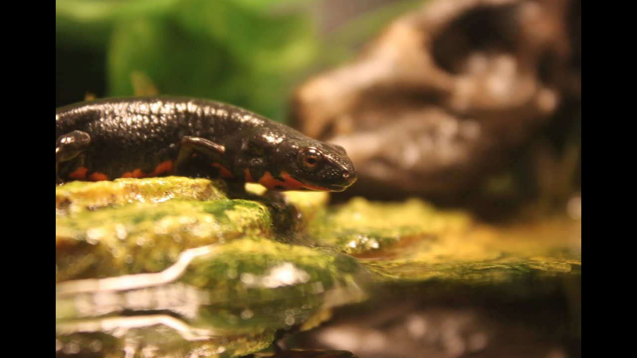 August 2013 Reptile Room!!!