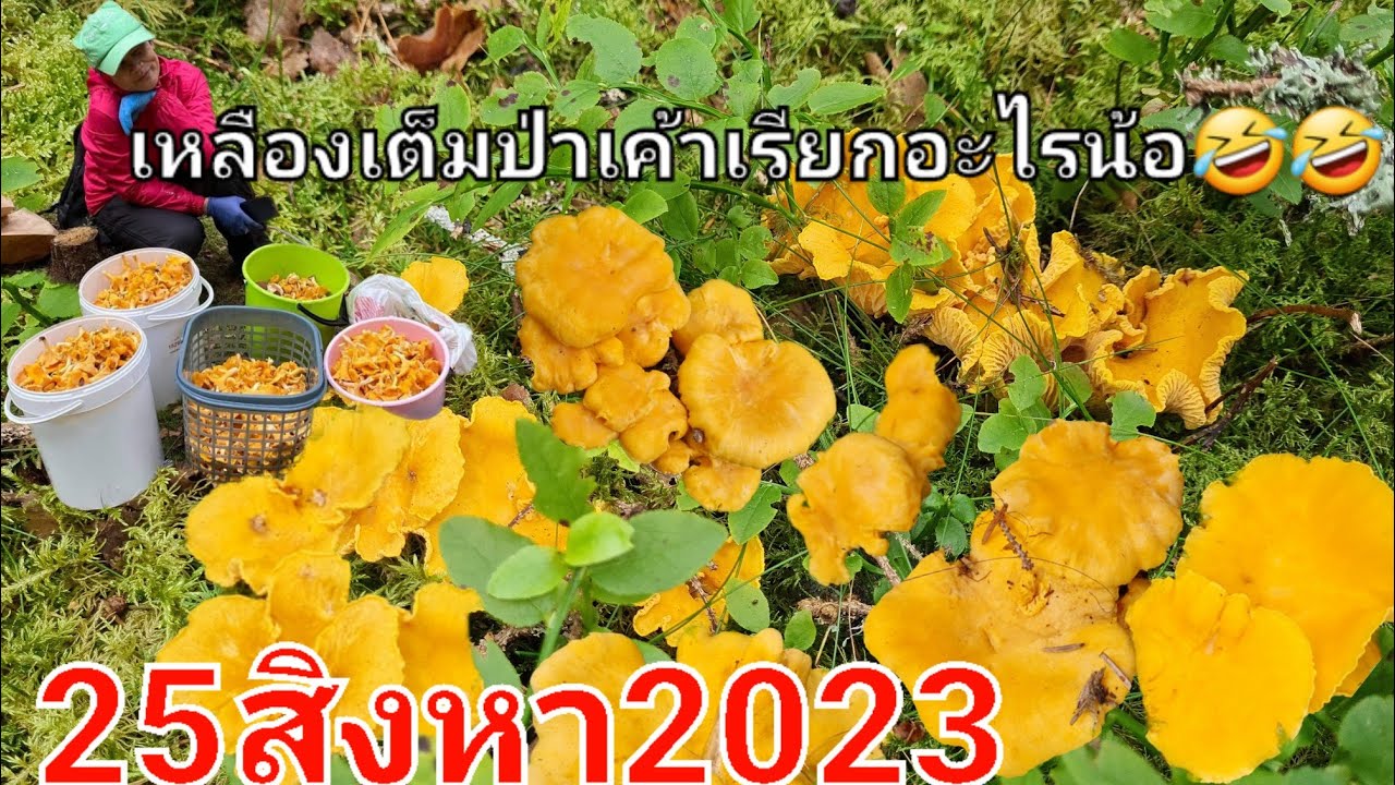 เก็บเรื่อยๆเหนื่อยก้อไม่พักเด้อ🤣🤣 เจอเห็ดเยอะๆใครจะพักได้เนาะ🍄🍄🍄