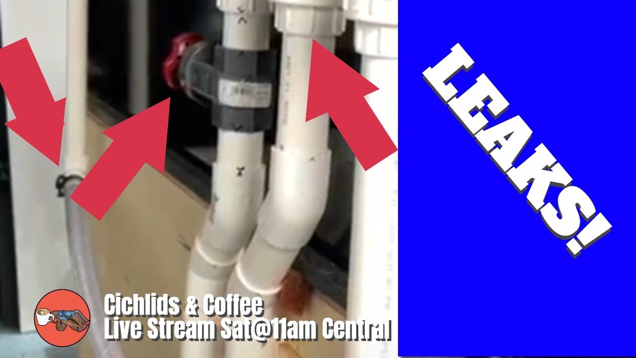 300 Gallon Tank Sump Plumbing  LEAKS & FIXES  *The Cichlids & Coffee Live Stream!*