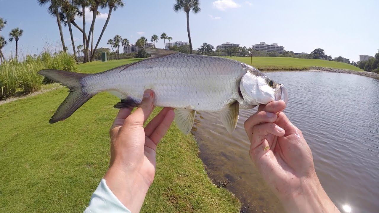 Battling MICRO Tarpon in a Golf Course Pond