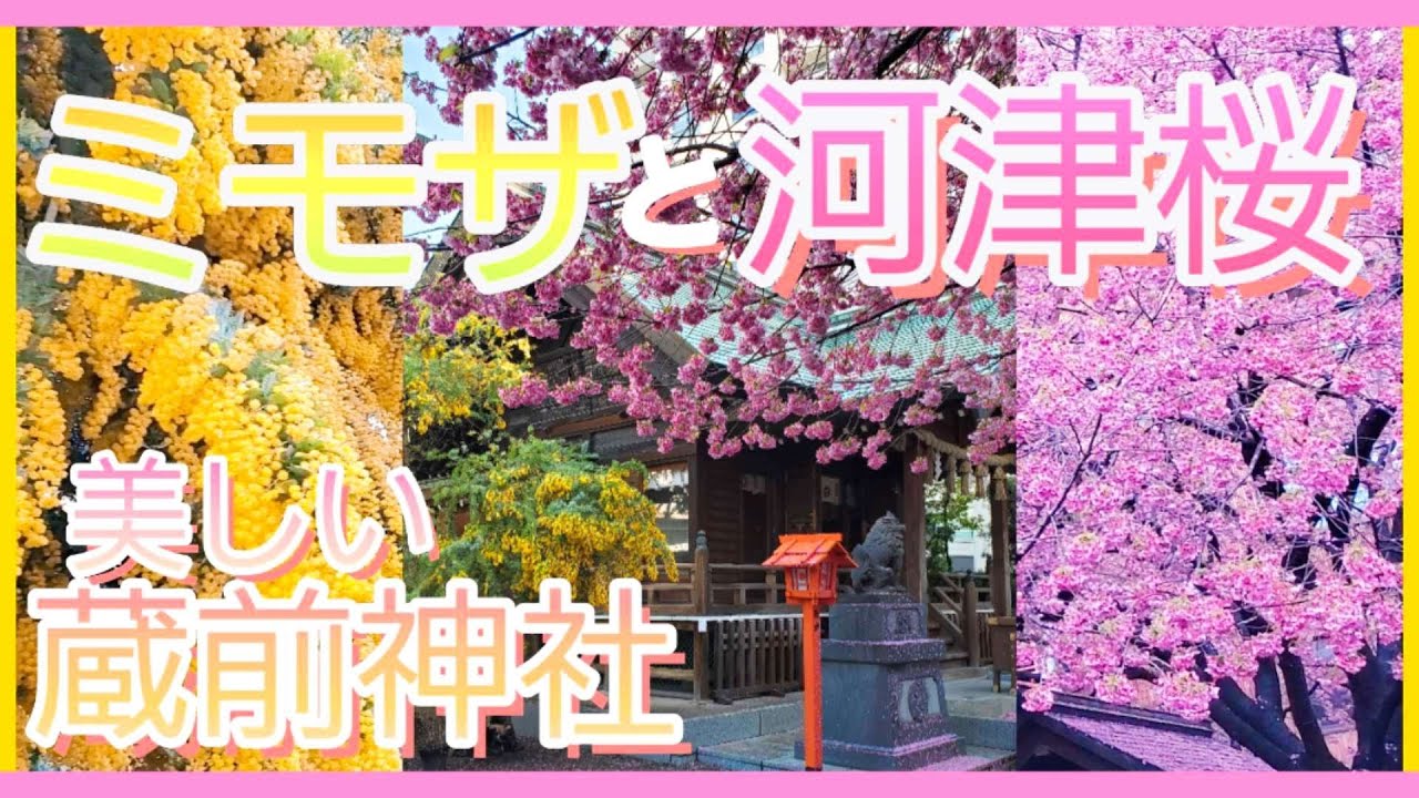 ミモザと桜🌸のコラボが美しい蔵前神社⛩️