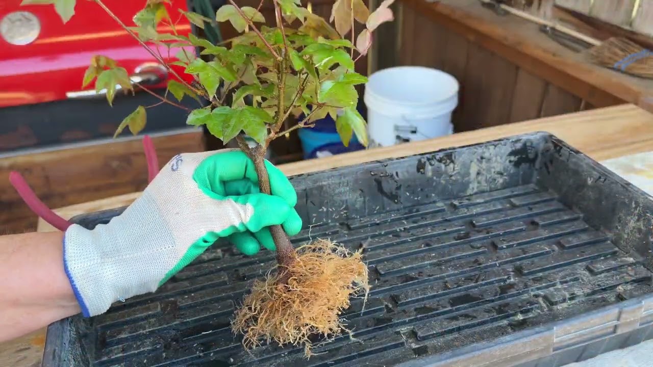 Trident Maple Repots on 3 Trees
