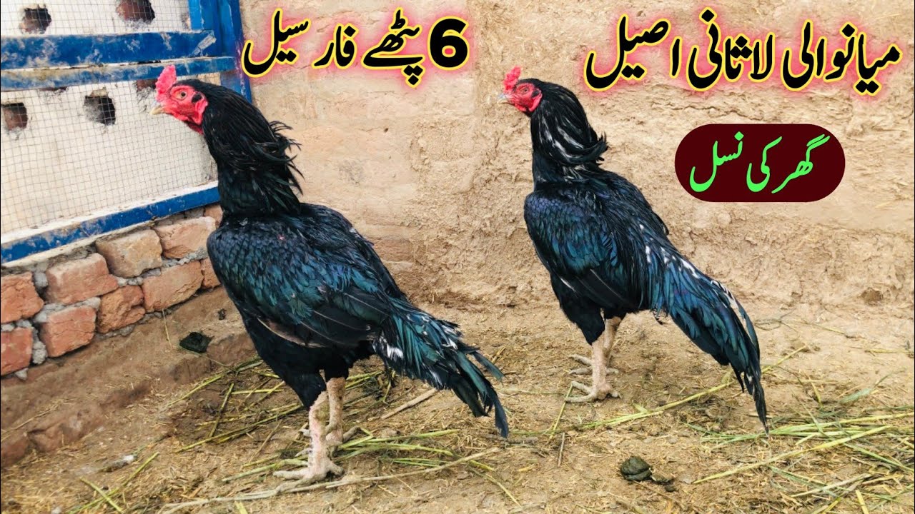 Mianwali Aseel Murga | Lasani Aseel Murga 