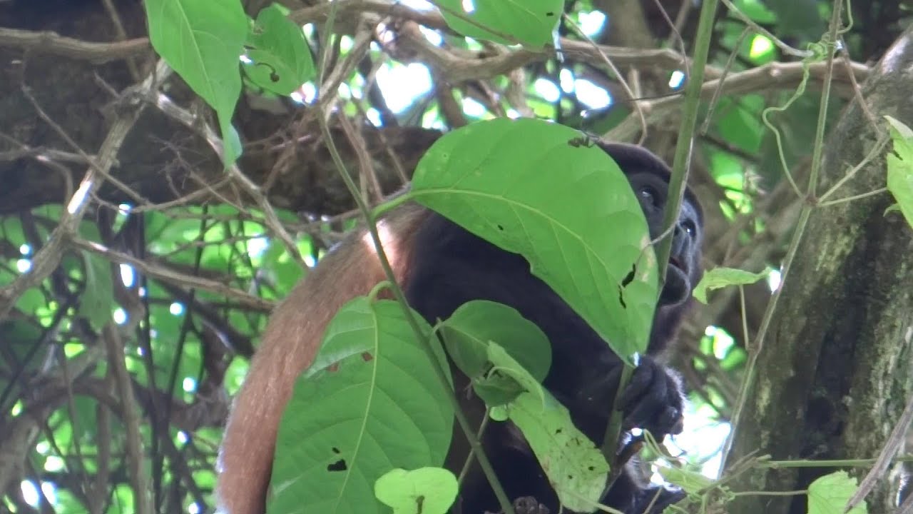 HD They Sound Scary!! Howler Monkeys at the Beach,  Manuel Antonio, Costa Rica