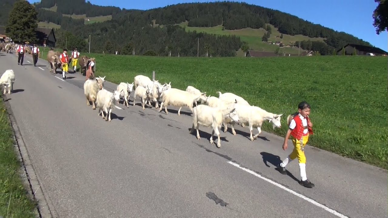 Alpabfahrt Appenzell 8.9.2015