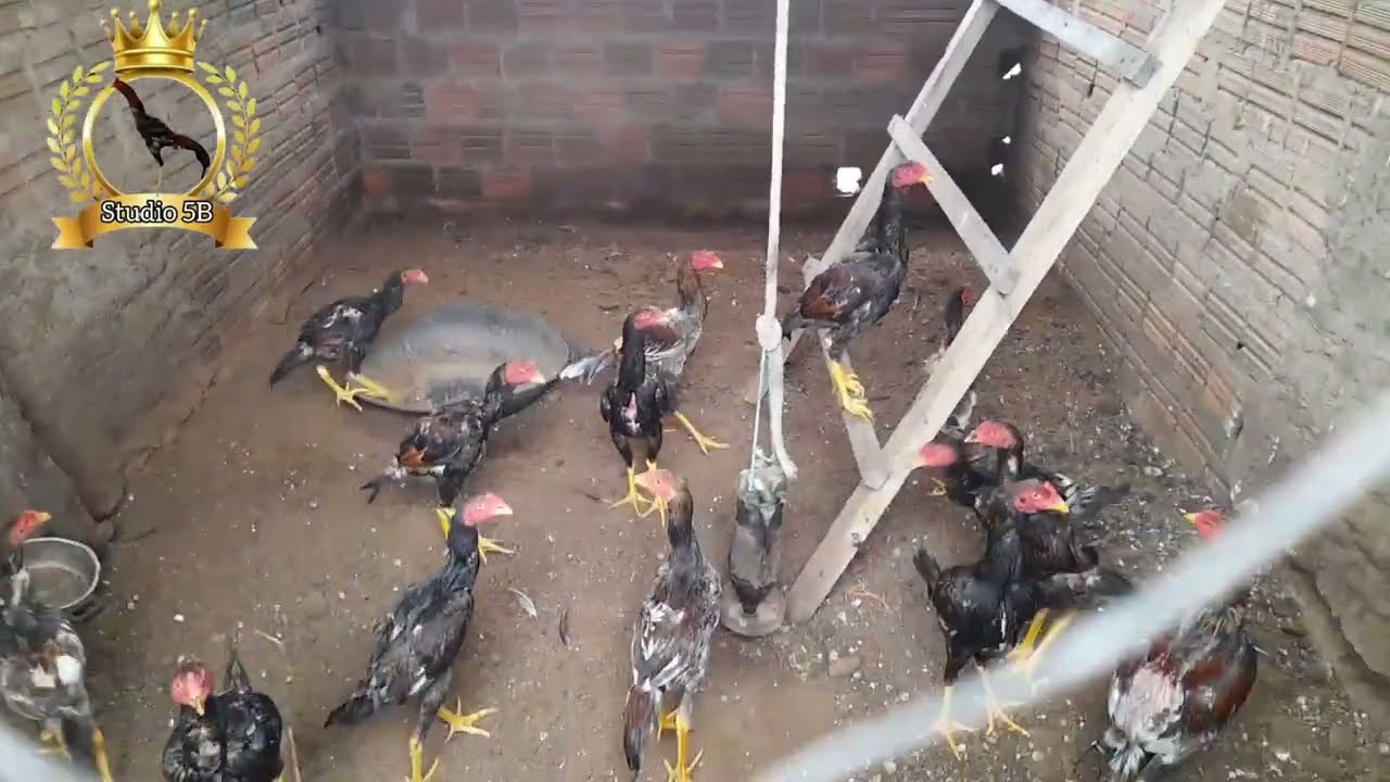 mostrando nossa criação de frangos índio combatente