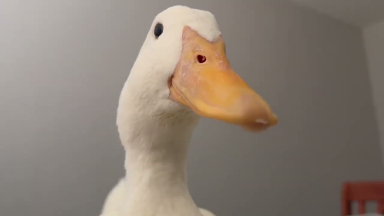 Singing With My Duck (to start the day)
